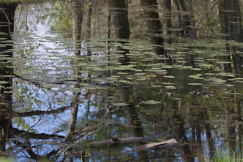 May 6, 2009 - Maudslay State Park, Newburyport, Massachusetts.