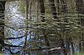 May 6, 2009 - Maudslay State Park, Newburyport, Massachusetts.