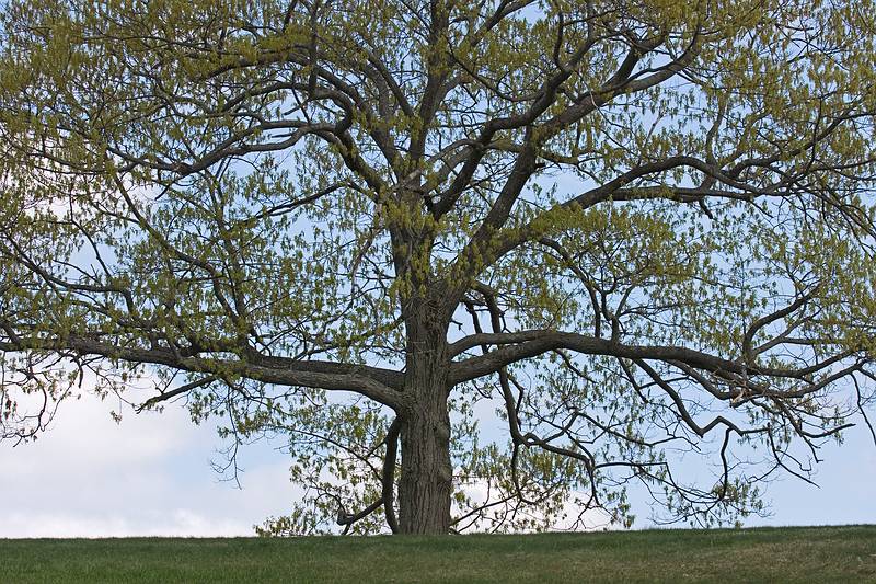 May 6, 2009 - Maudslay State Park, Newburyport, Massachusetts.