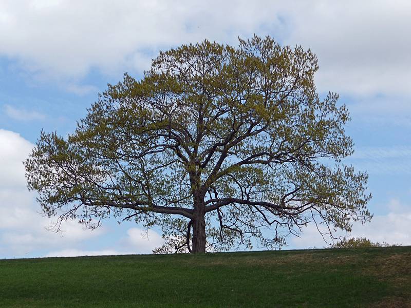May 6, 2009 - Maudslay State Park, Newburyport, Massachusetts.
