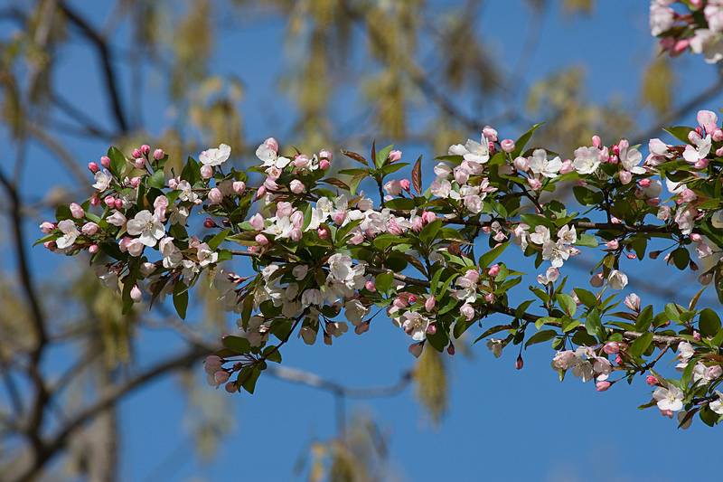 May 6, 2009 - Maudslay State Park, Newburyport, Massachusetts.