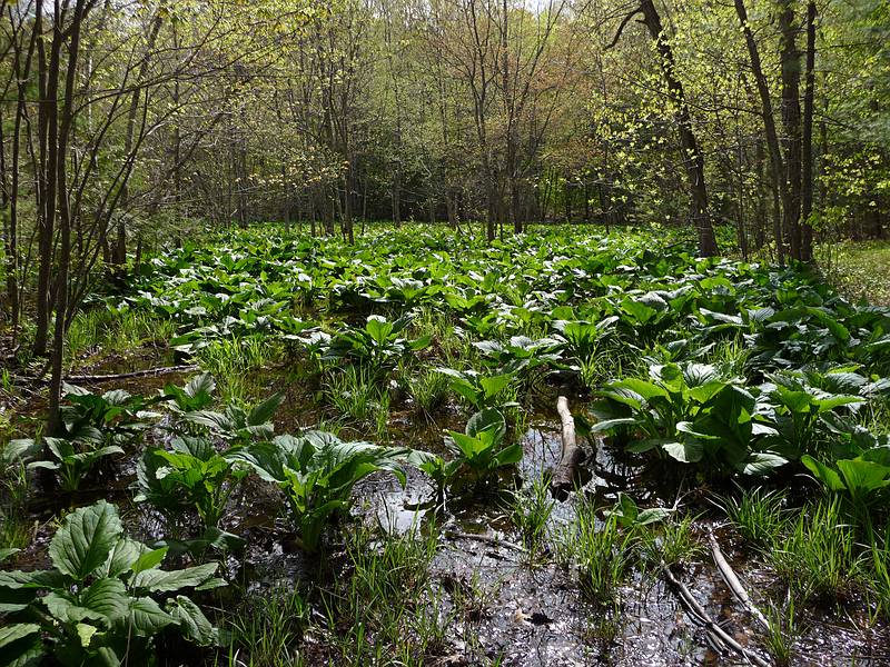 May 6, 2009 - Maudslay State Park, Newburyport, Massachusetts.