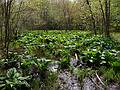 May 6, 2009 - Maudslay State Park, Newburyport, Massachusetts.