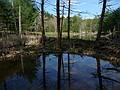 May 6, 2009 - Maudslay State Park, Newburyport, Massachusetts.