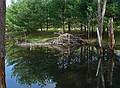 May 6, 2009 - Maudslay State Park, Newburyport, Massachusetts.