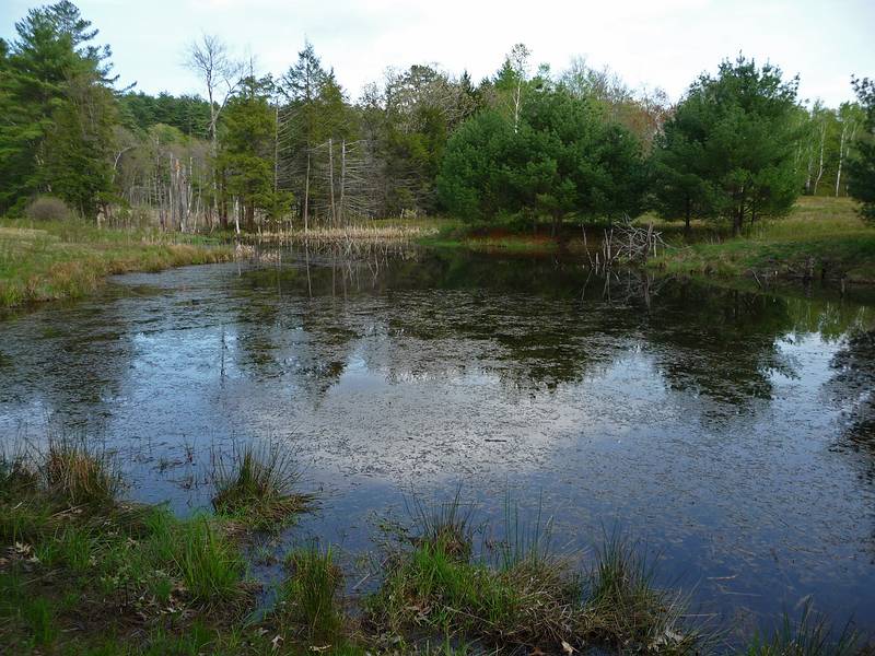 May 6, 2009 - Maudslay State Park, Newburyport, Massachusetts.