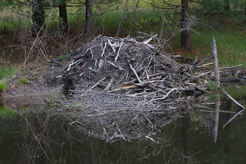 May 6, 2009 - Maudslay State Park, Newburyport, Massachusetts.