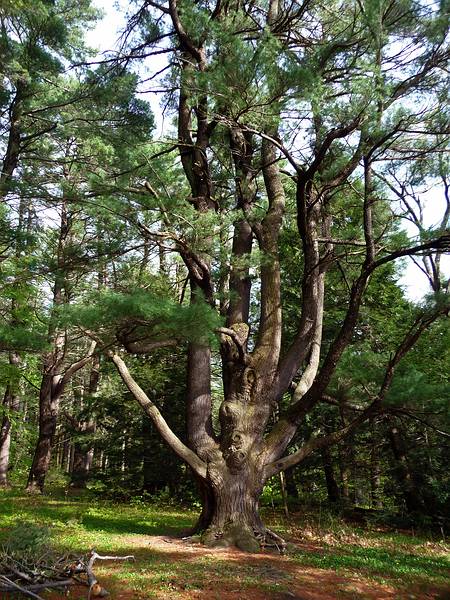 May 6, 2009 - Maudslay State Park, Newburyport, Massachusetts.