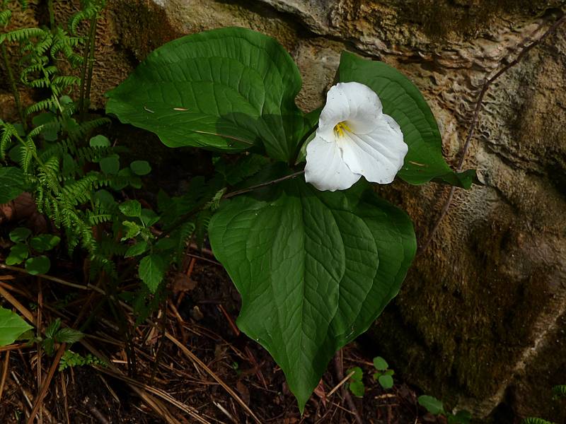 May 6, 2009 - Maudslay State Park, Newburyport, Massachusetts.<br />Trillium.