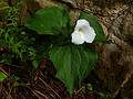 May 6, 2009 - Maudslay State Park, Newburyport, Massachusetts.<br />Trillium.