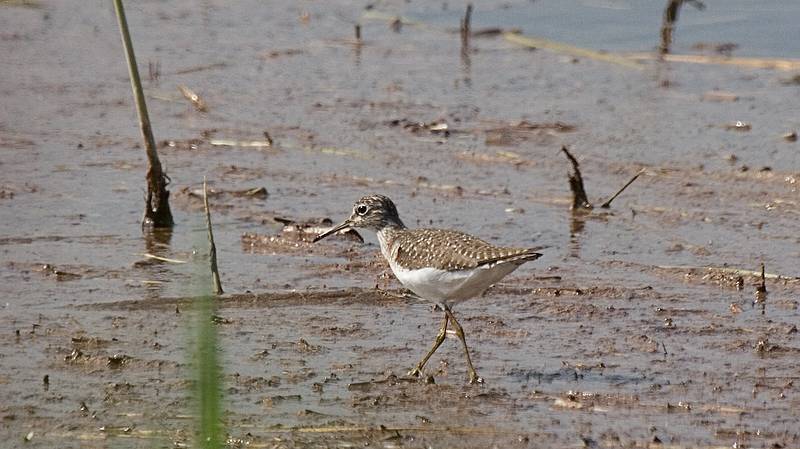 May 8, 2009 - Sandy Point State Reservation, Plum Island, Massachusetts.<br />Lesser yellowlegs?