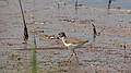 May 8, 2009 - Sandy Point State Reservation, Plum Island, Massachusetts.<br />Lesser yellowlegs?