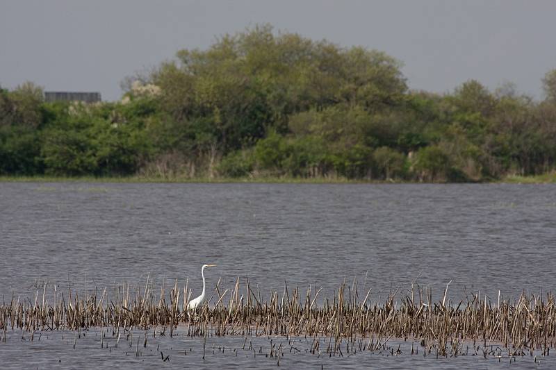 May 8, 2009 - Sandy Point State Reservation, Plum Island, Massachusetts.<br />Egret, Stage Pond.
