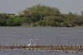 May 8, 2009 - Sandy Point State Reservation, Plum Island, Massachusetts.<br />Egret, Stage Pond.