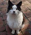 May 8, 2009 - Newburyport, Massachusetts.<br />My friend Bernie (one of two of John's cats).