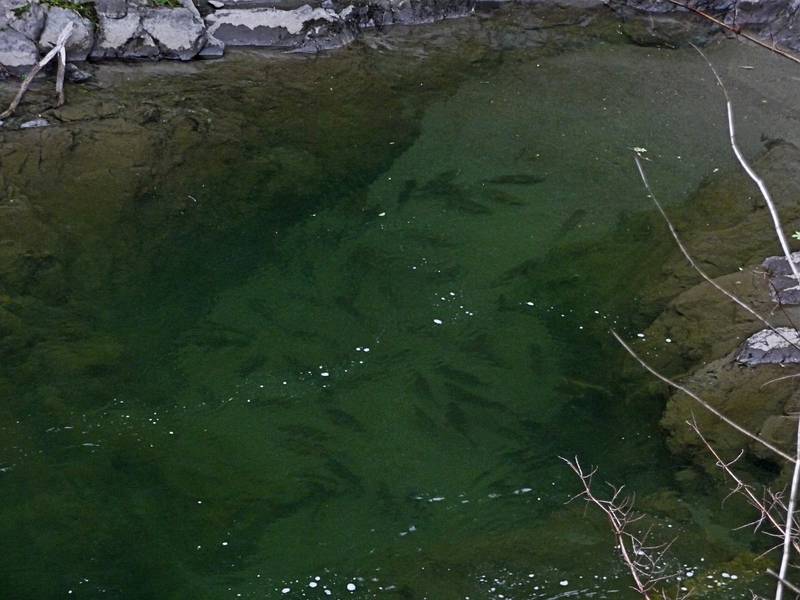 May 14, 2009 - Quechee Gorge, Quechee, Vermont.<br />Shot before I dropped the camera into the gorge.