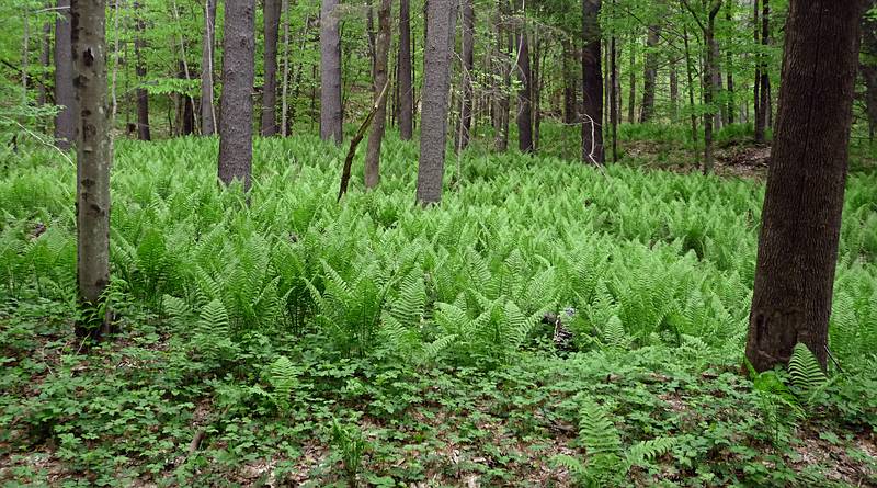 May 14, 2009 - Quechee Gorge, Quechee, Vermont.