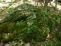 May 15, 2009 - Woodstock, Vermont.<br />On the Faulkner Trail in Billings Park.
