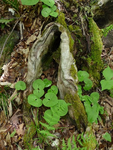 May 15, 2009 - Woodstock, Vermont.<br />On the Faulkner Trail in Billings Park.