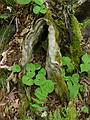 May 15, 2009 - Woodstock, Vermont.<br />On the Faulkner Trail in Billings Park.