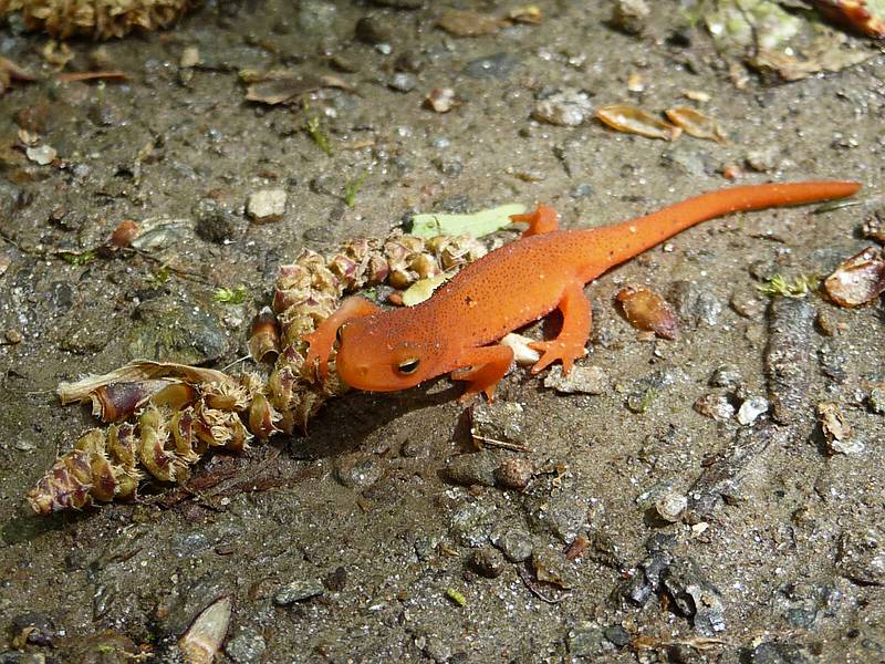 May 15, 2009 - Woodstock, Vermont.<br />Red eft on the Faulkner Trail in Billings Park.