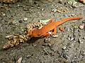 May 15, 2009 - Woodstock, Vermont.<br />Red eft on the Faulkner Trail in Billings Park.