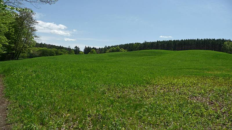 May 15, 2009 - Woodstock, Vermont.<br />Marsh-Billings-Rockefeller National Historical Park.<br />Elm Lot.