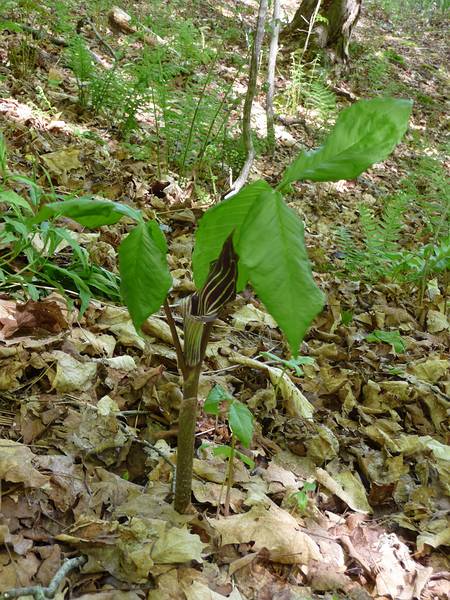 May 15, 2009 - Woodstock, Vermont.<br />Marsh-Billings-Rockefeller National Historical Park.<br />A jack-in-the-pulpit.