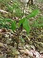 May 15, 2009 - Woodstock, Vermont.<br />Marsh-Billings-Rockefeller National Historical Park.<br />A jack-in-the-pulpit.