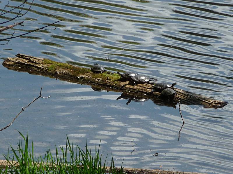 May 15, 2009 - Woodstock, Vermont.<br />Marsh-Billings-Rockefeller National Historical Park.<br />Inhabitants of The Pogue.