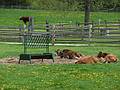 May 16, 2009 - Woodstock, Vermont.<br />Billings Farm and Museum.
