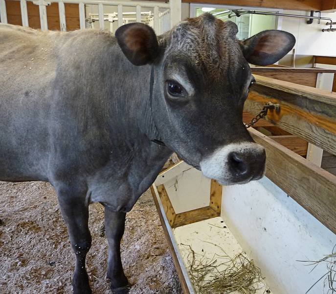 May 16, 2009 - Woodstock, Vermont.<br />Billings Farm and Museum.