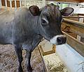 May 16, 2009 - Woodstock, Vermont.<br />Billings Farm and Museum.