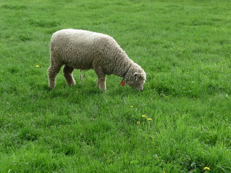 May 16, 2009 - Woodstock, Vermont.<br />Billings Farm and Museum.