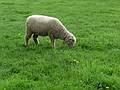 May 16, 2009 - Woodstock, Vermont.<br />Billings Farm and Museum.