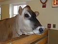 May 16, 2009 - Woodstock, Vermont.<br />Billings Farm and Museum.