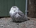 May 16, 2009 - Vermont Institure of Natural Science, Quechee, Vermont.<br />A sleepy snowy owl.