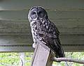 May 16, 2009 - Vermont Institure of Natural Science, Quechee, Vermont.<br />Barred owl or great gray owl.