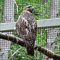 May 16, 2009 - Vermont Institure of Natural Science, Quechee, Vermont.<br />Ferruginous hawk.