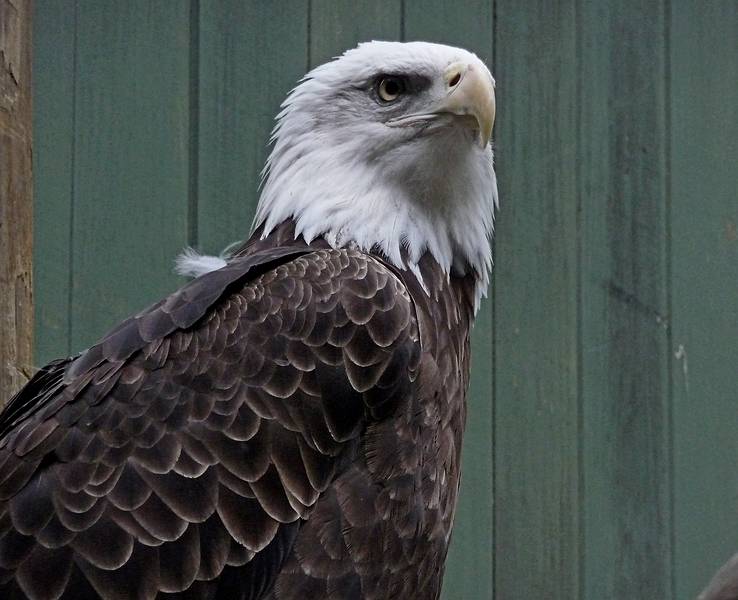 May 16, 2009 - Vermont Institure of Natural Science, Quechee, Vermont.<br />Bald eagle.