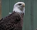 May 16, 2009 - Vermont Institure of Natural Science, Quechee, Vermont.<br />Bald eagle.