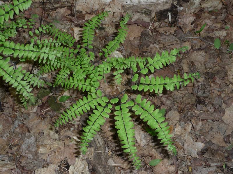 May 16, 2009 - Vermont Institure of Natural Science, Quechee, Vermont.<br />Odd ferns along the trail on the property.