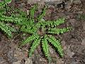 May 16, 2009 - Vermont Institure of Natural Science, Quechee, Vermont.<br />Odd ferns along the trail on the property.