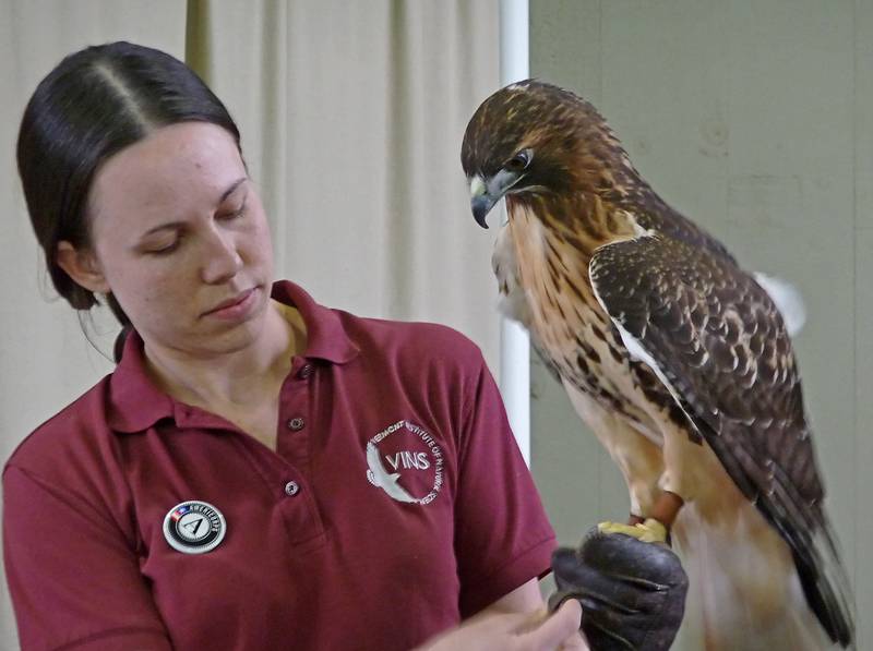 May 16, 2009 - Vermont Institure of Natural Science, Quechee, Vermont.<br />Red tailed hawk.