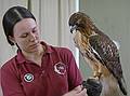May 16, 2009 - Vermont Institure of Natural Science, Quechee, Vermont.<br />Red tailed hawk.