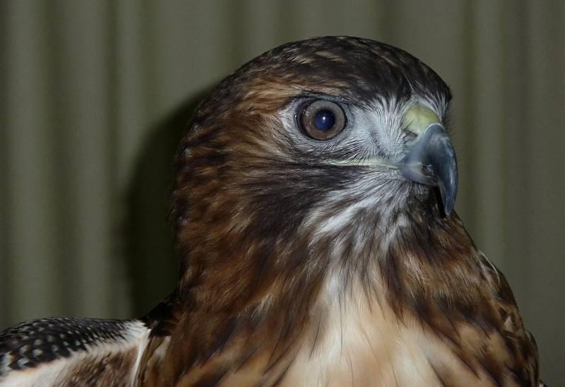 May 16, 2009 - Vermont Institure of Natural Science, Quechee, Vermont.<br />Red tailed hawk.
