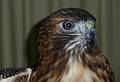 May 16, 2009 - Vermont Institure of Natural Science, Quechee, Vermont.<br />Red tailed hawk.