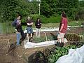May 23, 2009 - At Paul and Norma's in Tewksbury, Massachusetts.<br />Paul showing off his garden to Joyce, Carl, Melody, and Sati.