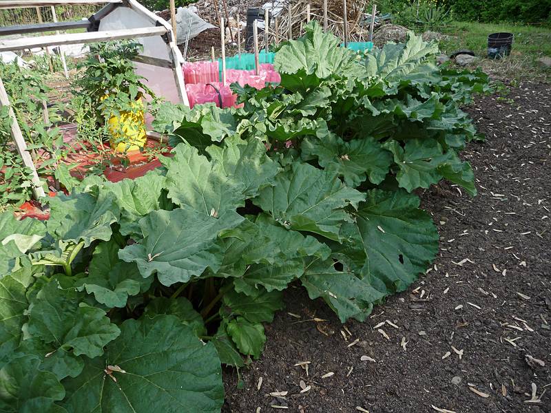May 23, 2009 - At Paul and Norma's in Tewksbury, Massachusetts.<br />Rhubarb in Paul's garden.