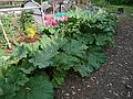 May 23, 2009 - At Paul and Norma's in Tewksbury, Massachusetts.<br />Rhubarb in Paul's garden.